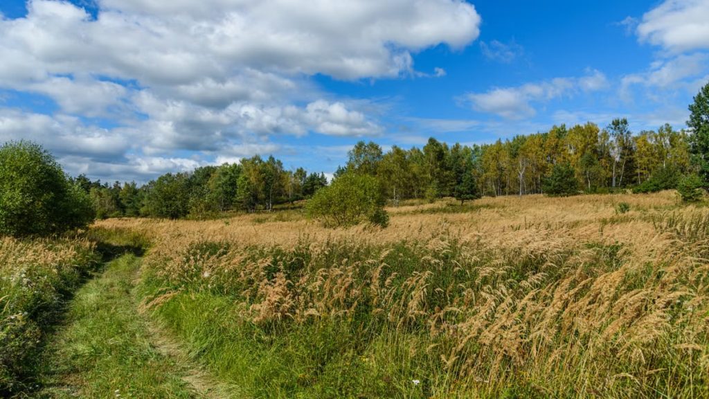 Explore the tranquil countryside with a scenic meadow path and vibrant skies.